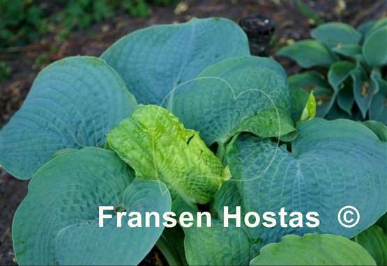 Hosta Powder Blue